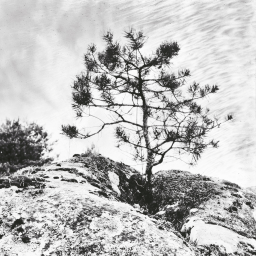 Arbres