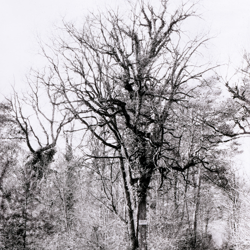 Arbres