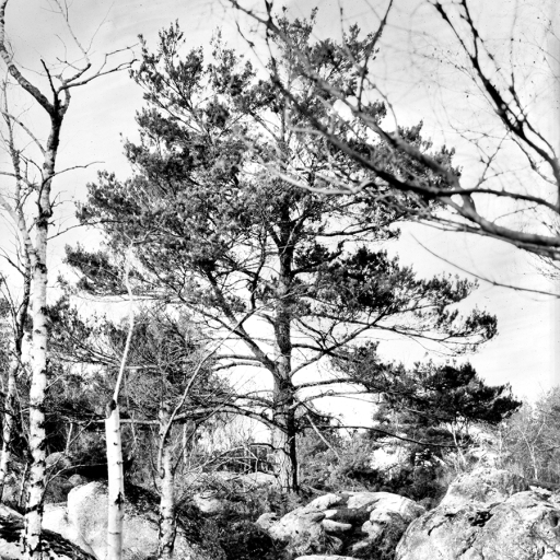Arbres