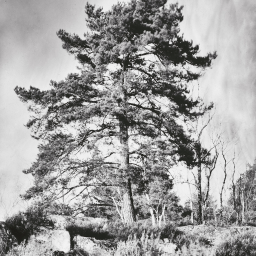Arbres