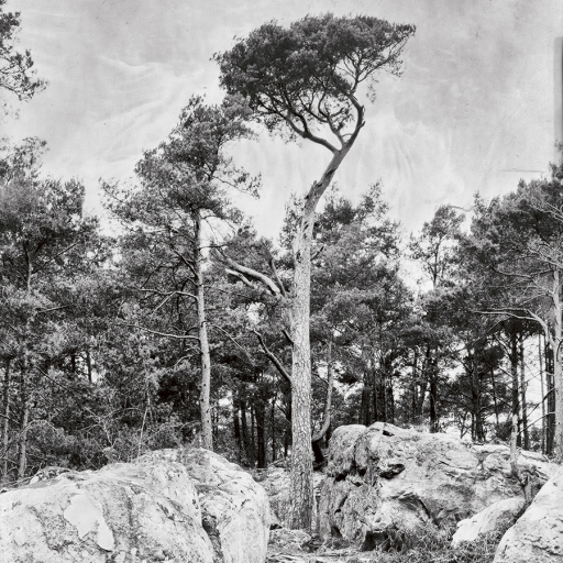Arbres