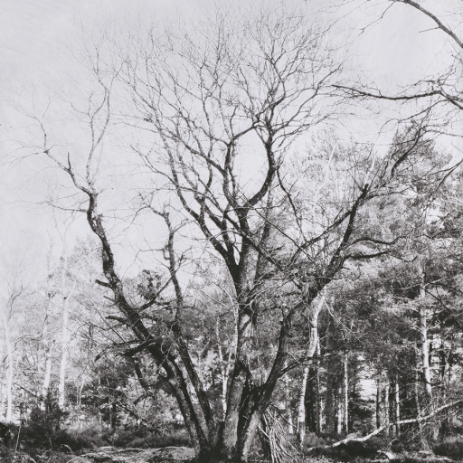 Arbres