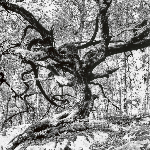 Arbres