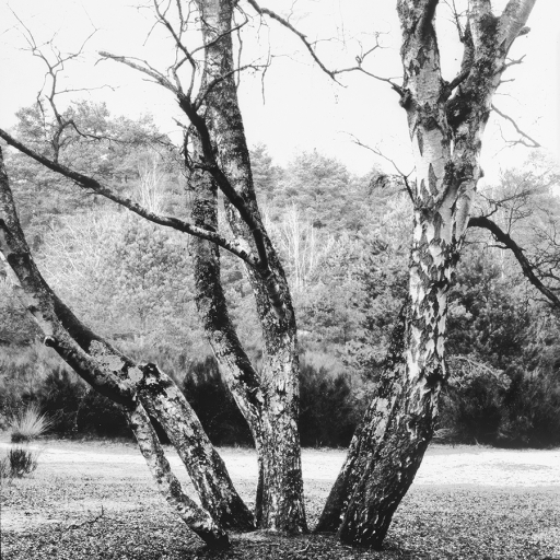 Arbres
