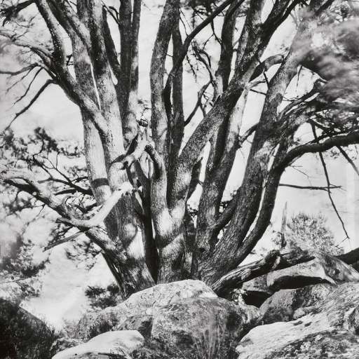 Arbres
