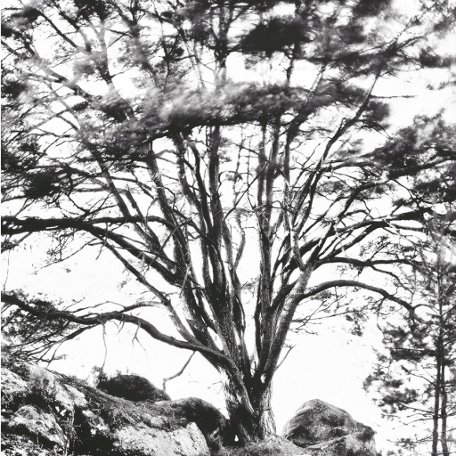 Arbres
