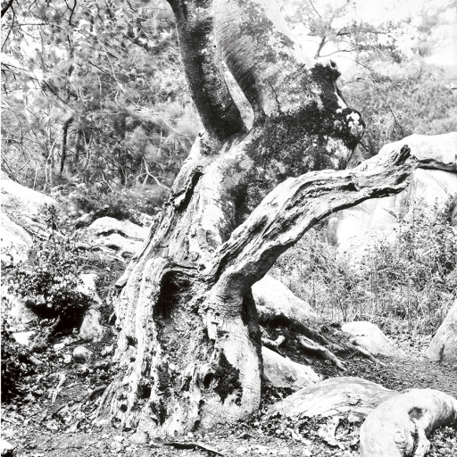 Arbres