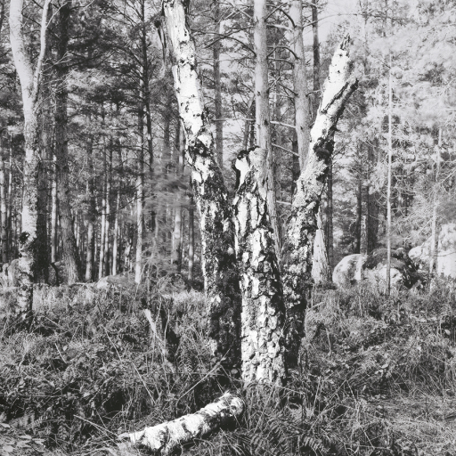 Arbres