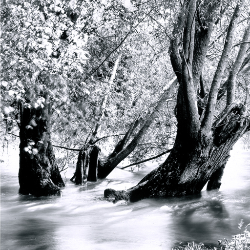 Arbres