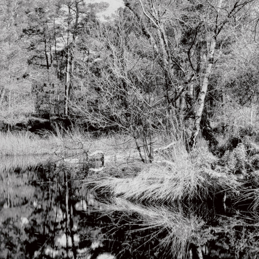 Arbres