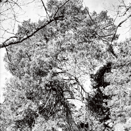 Arbres
